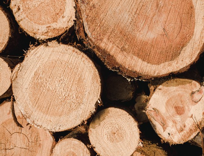 Tartak – Źródło Doskonałego Drewna: Buduj Z Zapałem i Trwałością.